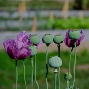 Buy poppy seeds online