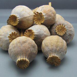 DF1 DRIED FLOWER DRIED POPPY PODS FOR SALE