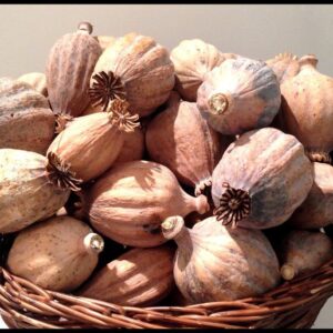DF1 Dried Flower Selection Bulk Sale