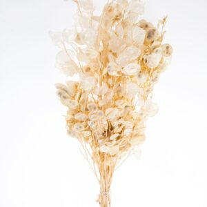 Dried Bleached Lunaria
