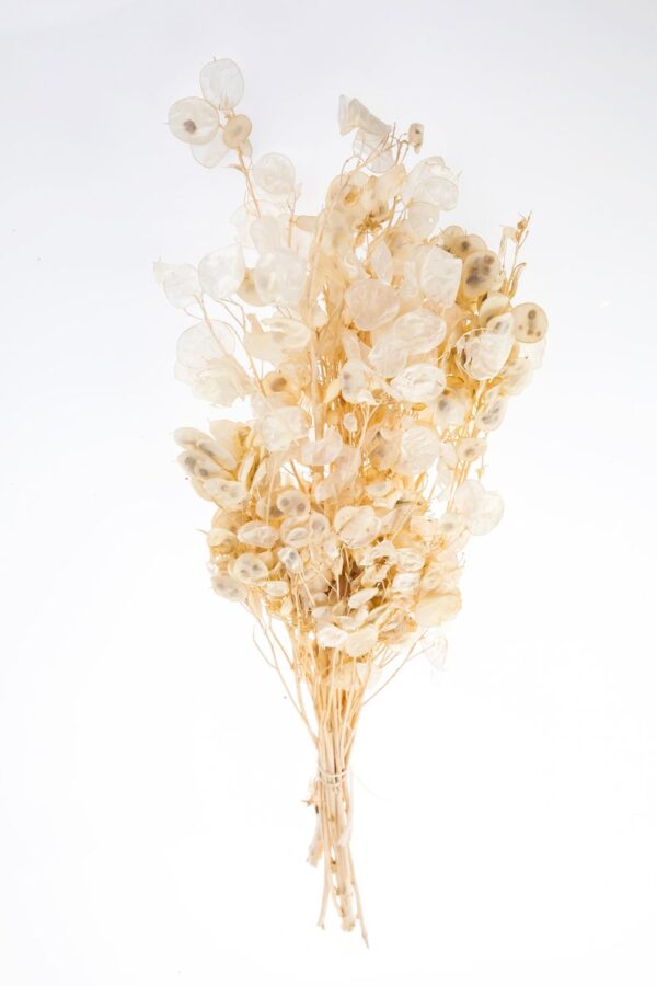 Dried Bleached Lunaria