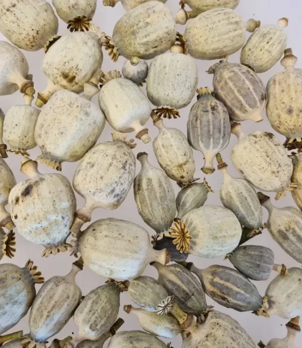 Dried poppy heads