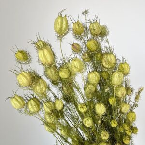 Nigella Poppy Pods