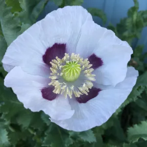 Tasmanian Poppy Seeds