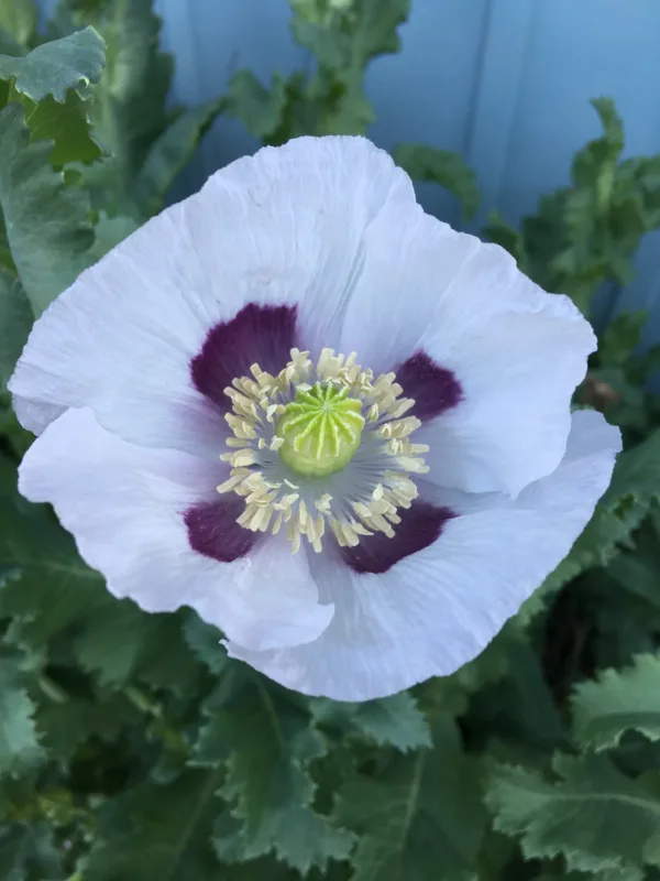 Tasmanian Poppy Seeds