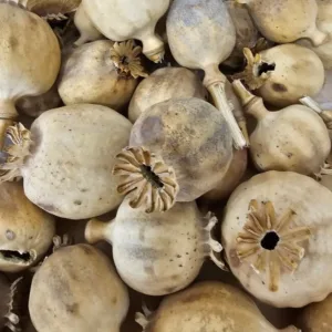 austrian poppy heads for sale
