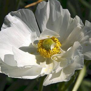 buy pure poppy pods usa