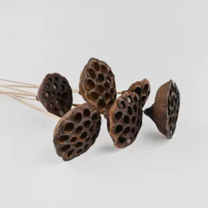 dried lotus pods