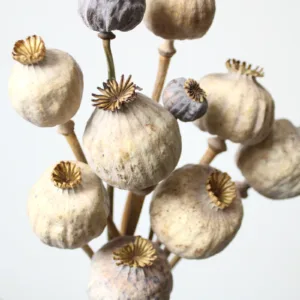 giant poppy pods