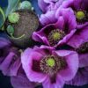 hungarian Blue poppy seeds unwashed