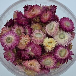 pink helichrysum heads in a handy resealable bucke 1