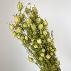 poppy seeds from pods