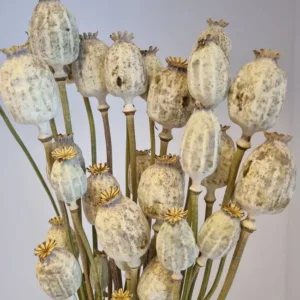 purchase poppy pods usa