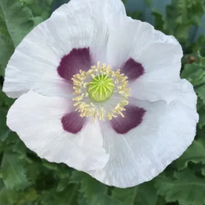 where to buy unwashed poppy seeds