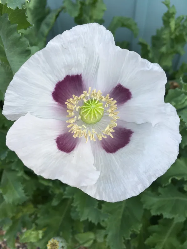 where to buy unwashed poppy seeds