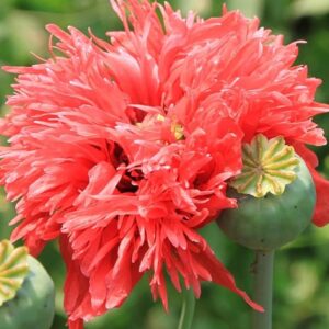 Papaver Somniferum Seeds